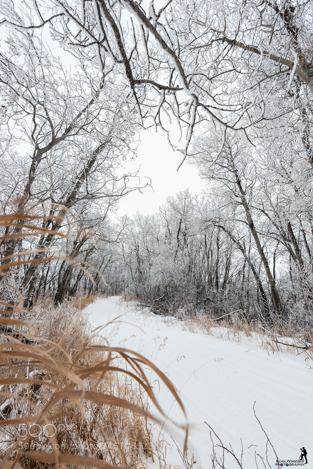 Nikon D800 sample photo. Frosty morning trail photography