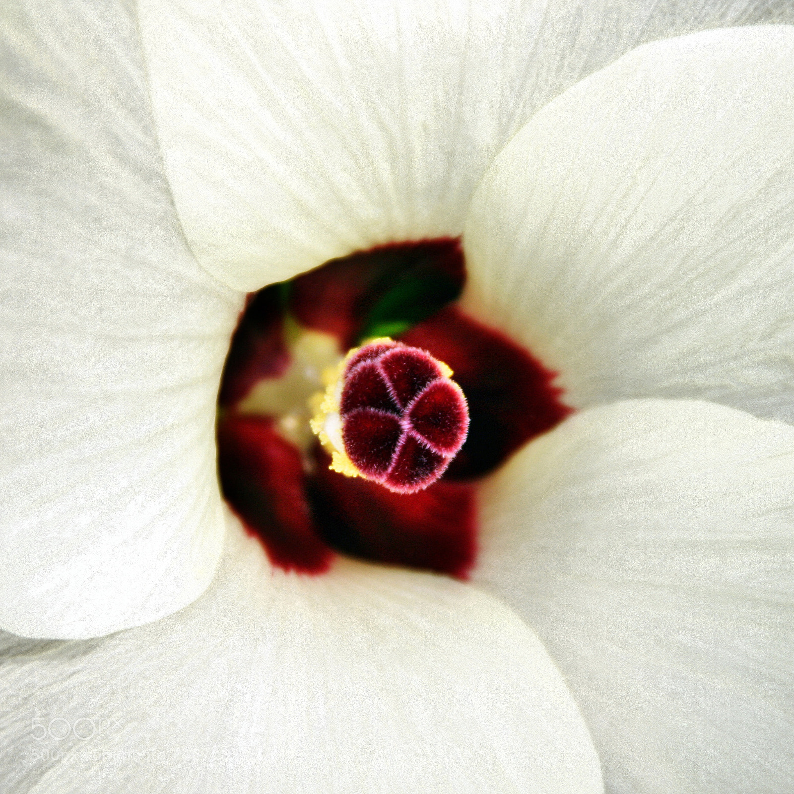 Canon EOS 40D sample photo. Untitled photography
