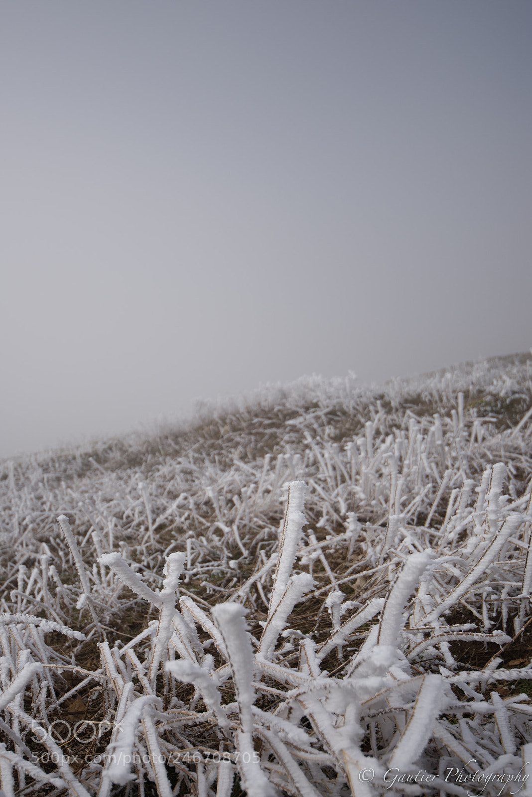 Nikon D610 sample photo. Saleve photography