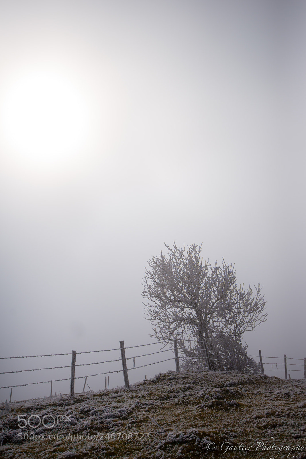 Nikon D610 sample photo. Saleve photography