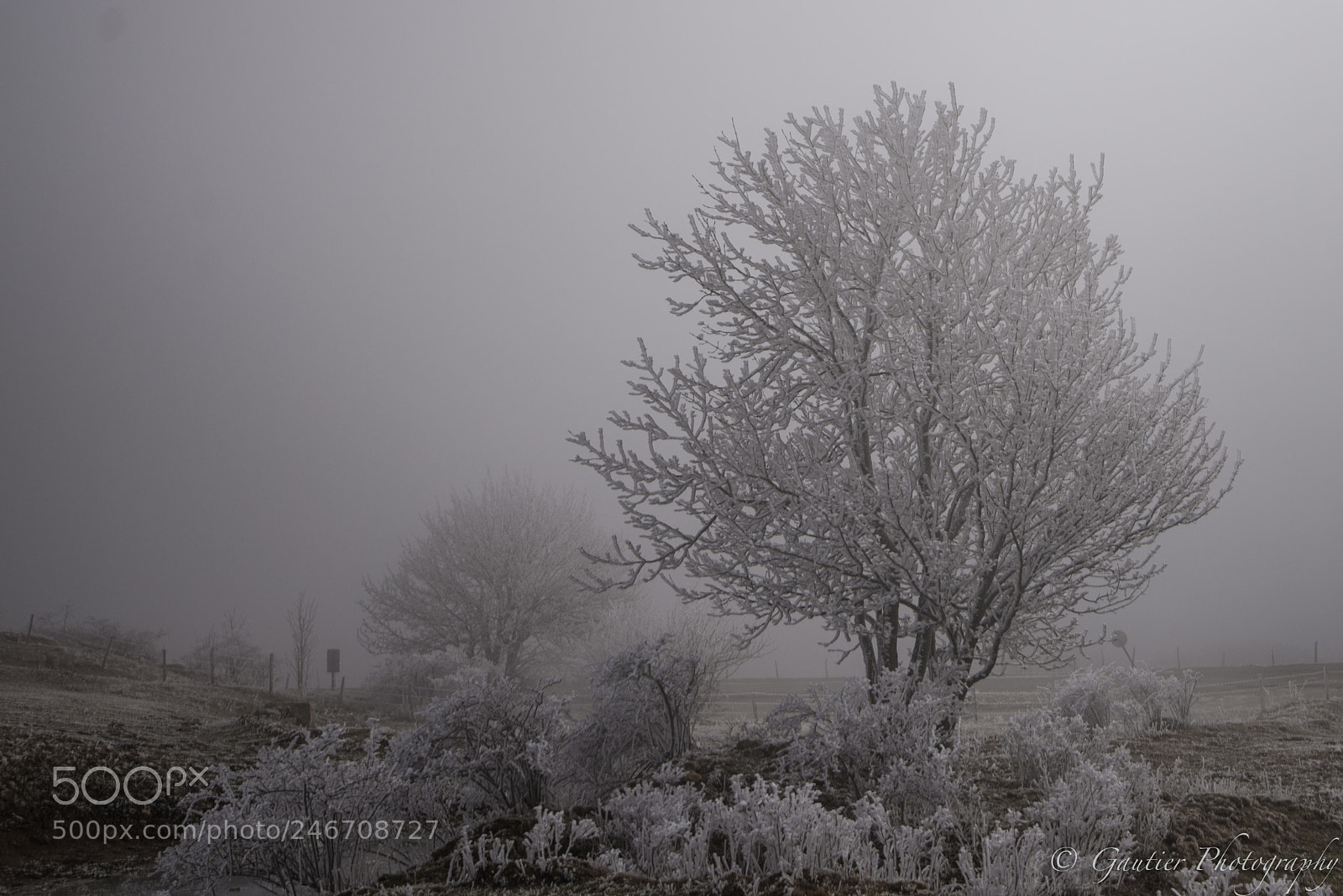 Nikon D610 sample photo. Saleve photography