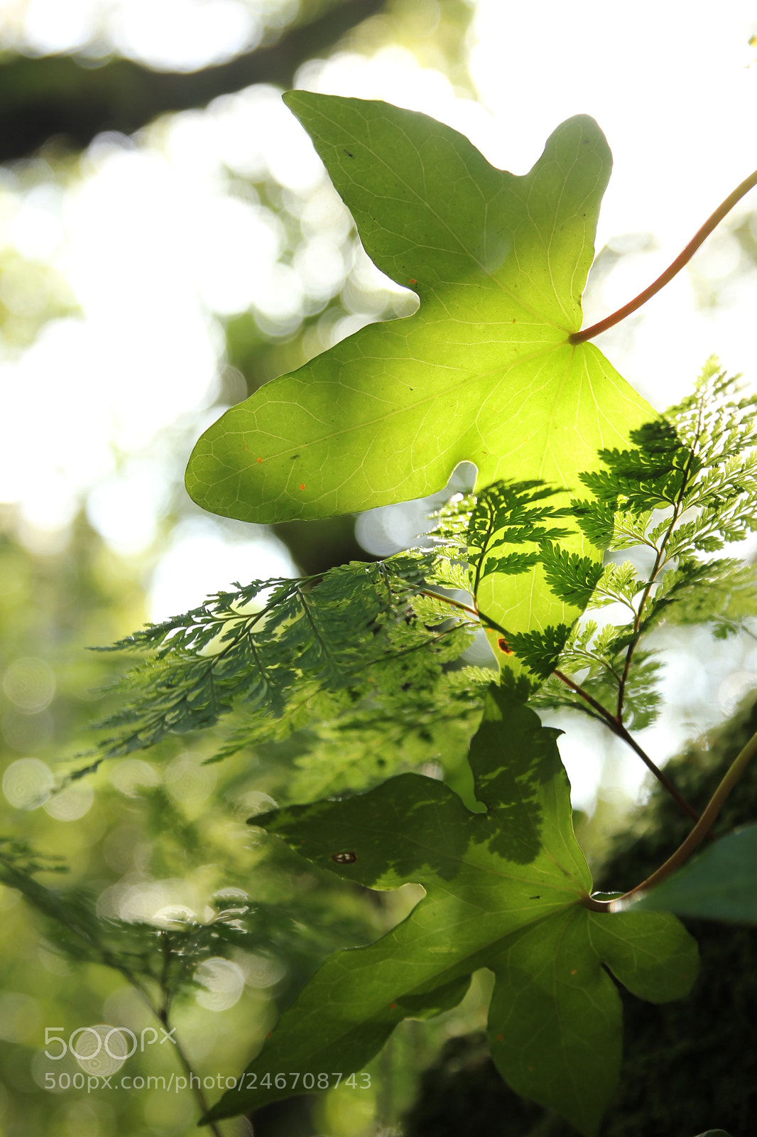 Canon EOS 550D (EOS Rebel T2i / EOS Kiss X4) sample photo. Green in sintra photography