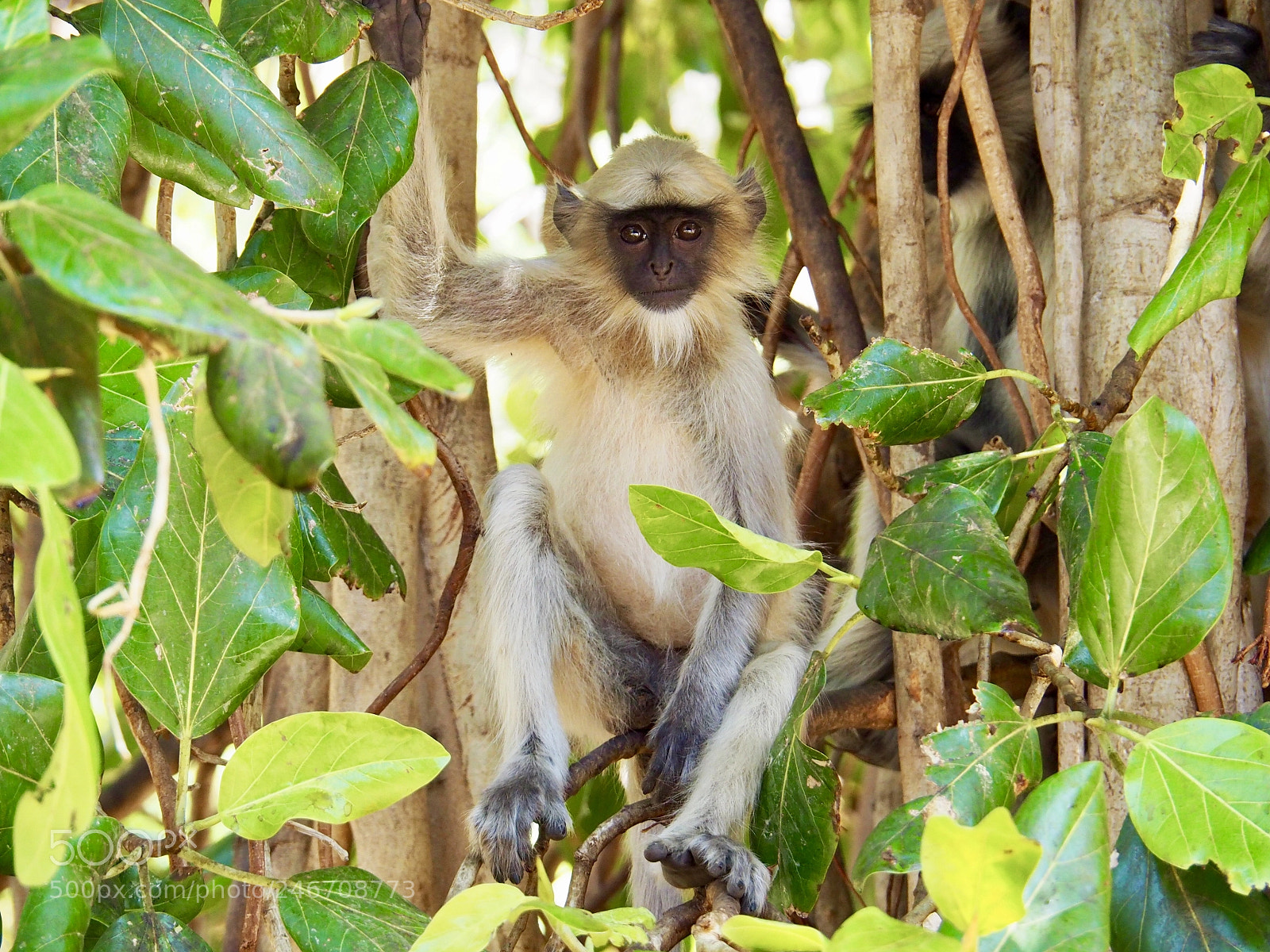 Olympus OM-D E-M10 II sample photo. Young langur - hampi photography