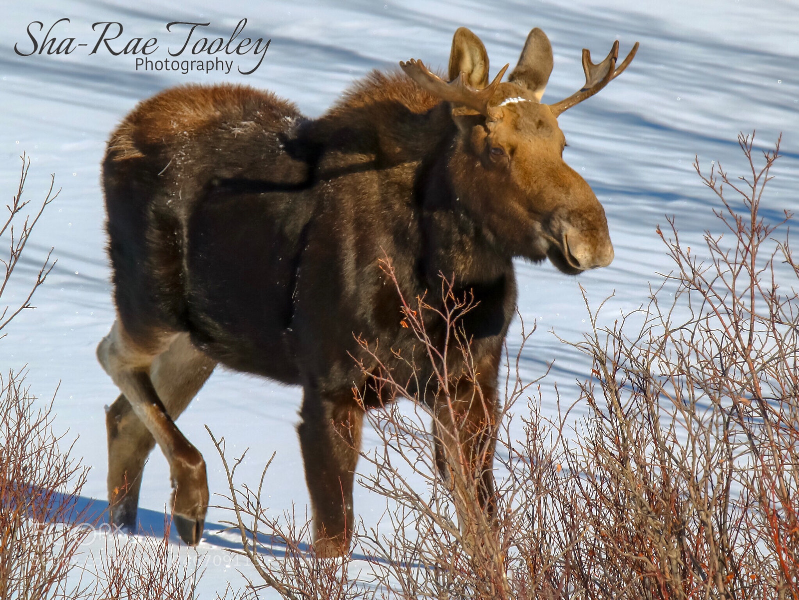 Canon EOS 750D (EOS Rebel T6i / EOS Kiss X8i) sample photo. Bull moose photography