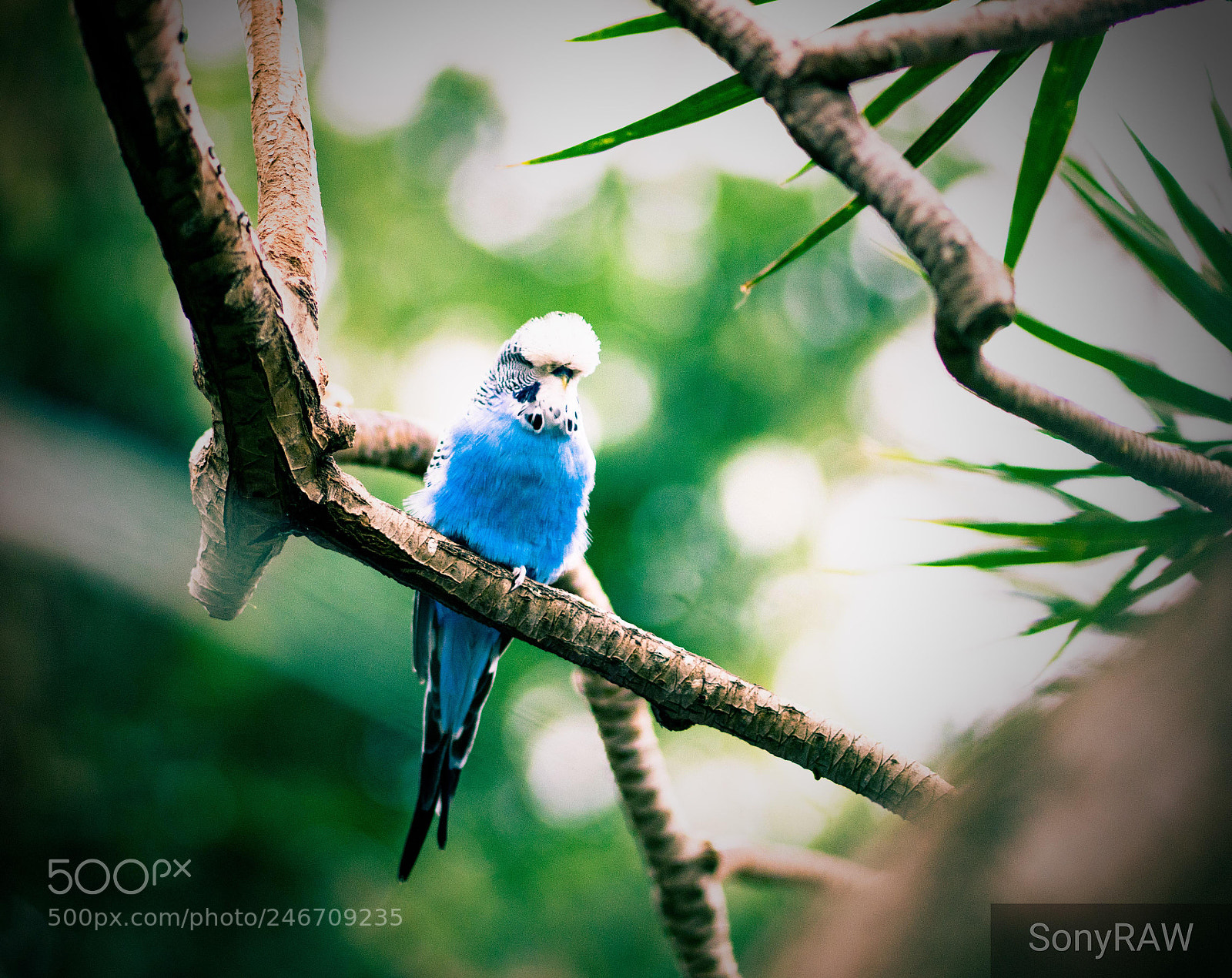 Sony a6500 sample photo. Blue parakeets photography