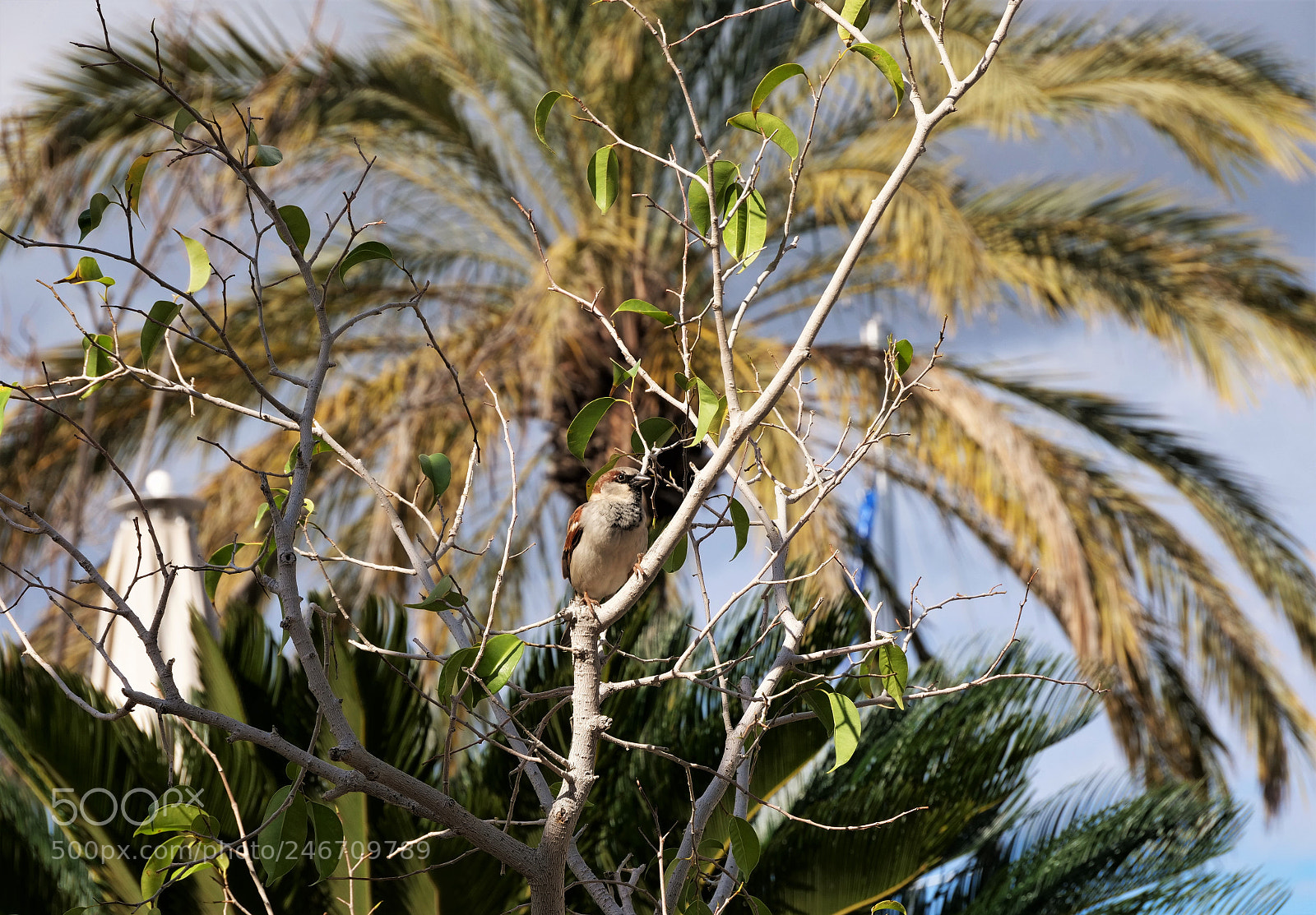 Panasonic Lumix DC-GH5 sample photo. Can you see me? photography