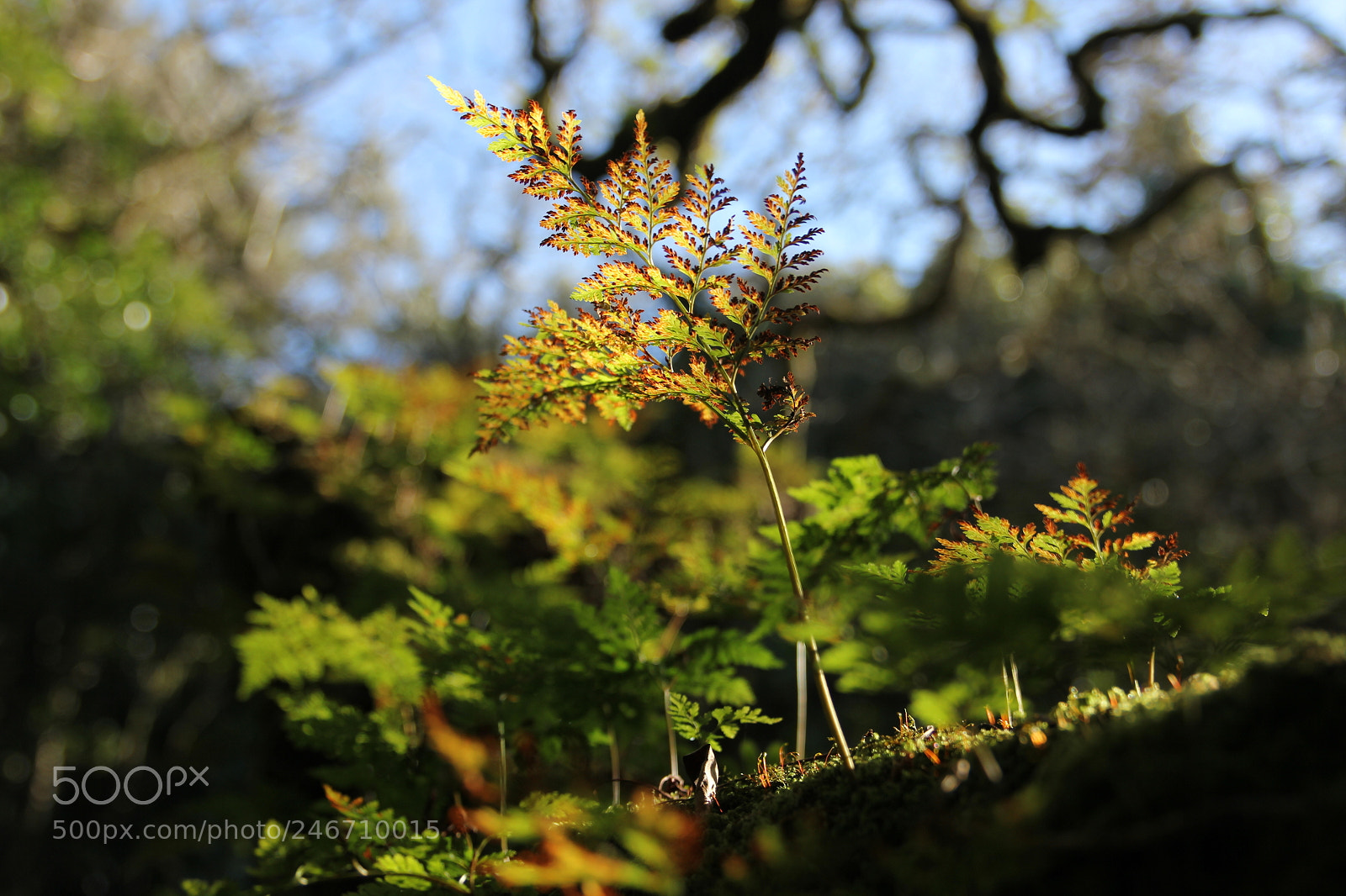 Canon EOS 550D (EOS Rebel T2i / EOS Kiss X4) sample photo. Gold & red in forest photography