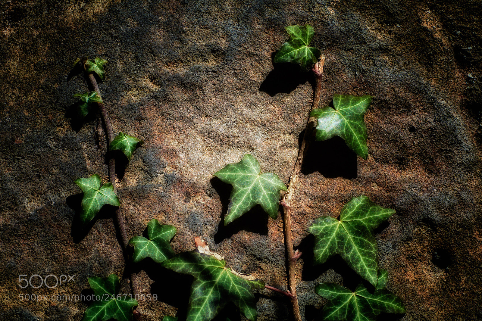 Nikon D7100 sample photo. Ivy photography