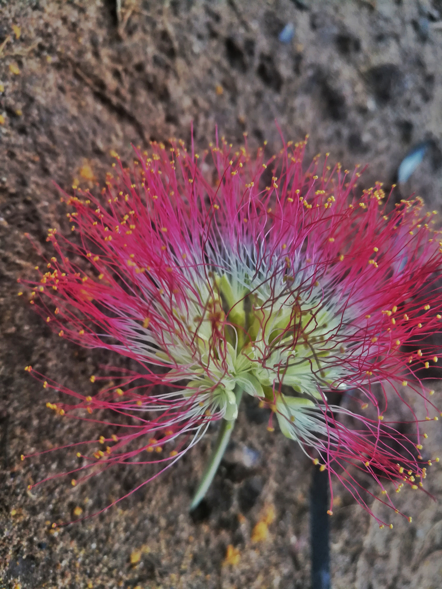 HUAWEI MATE 9 LITE sample photo. Flor de penoco photography