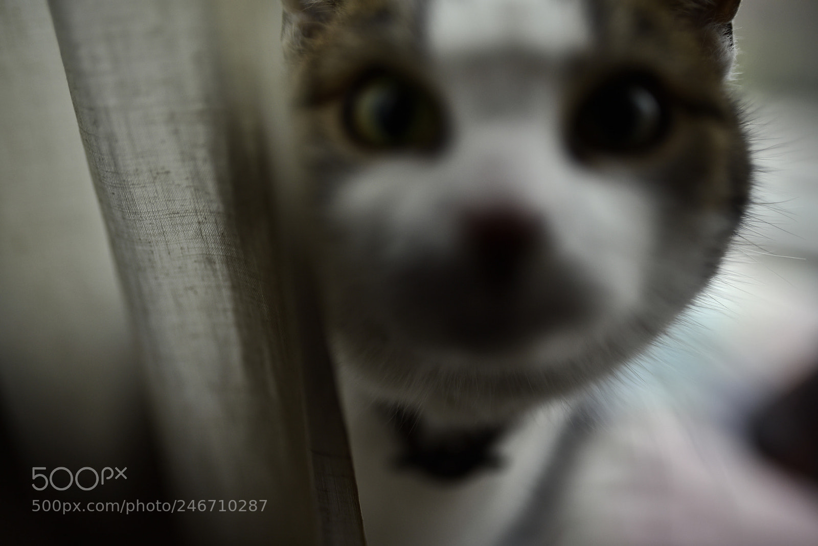 Sigma 35mm F1.4 DG HSM Art sample photo. Dsc photography