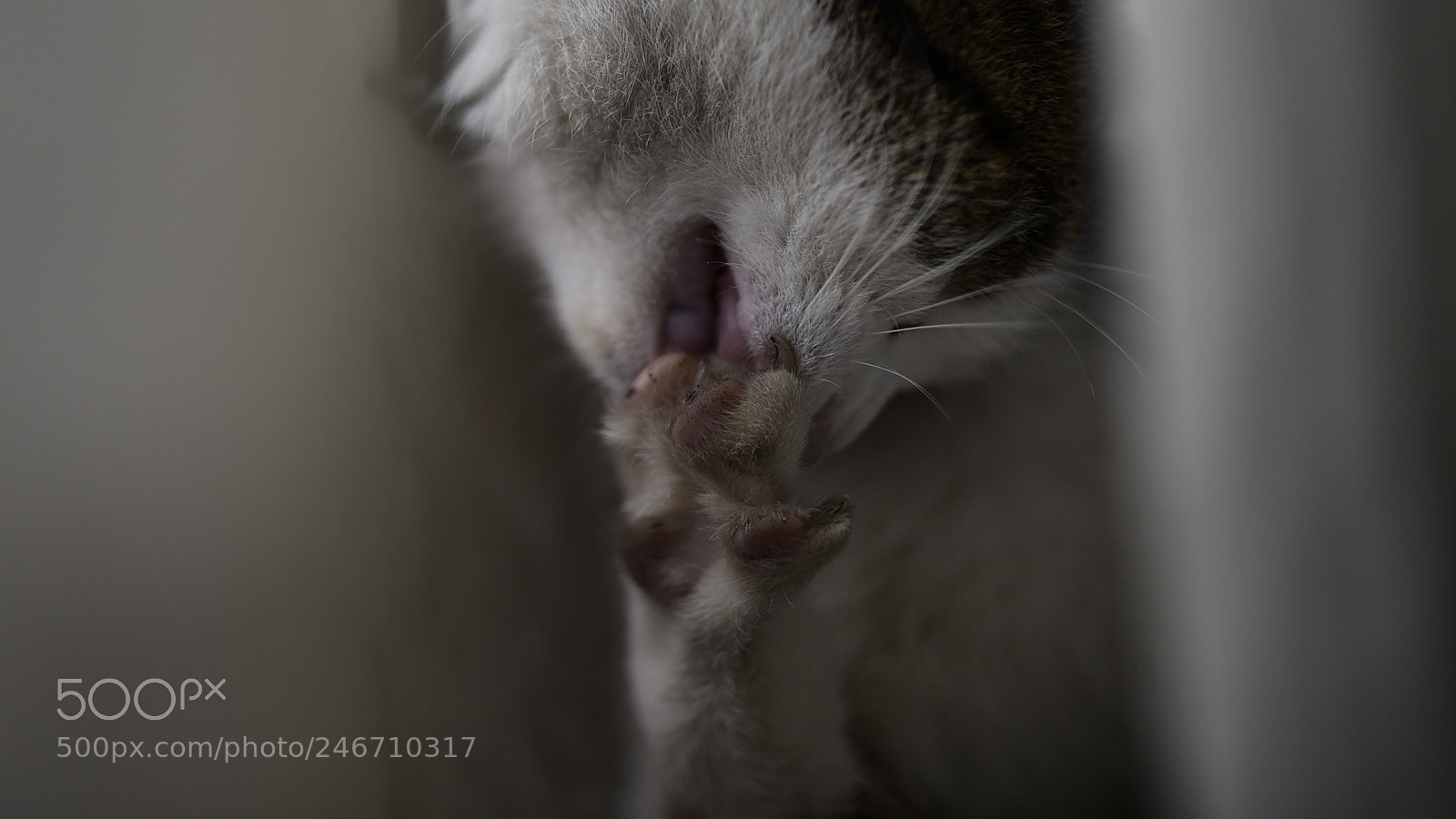 Sigma 35mm F1.4 DG HSM Art sample photo. Dsc photography
