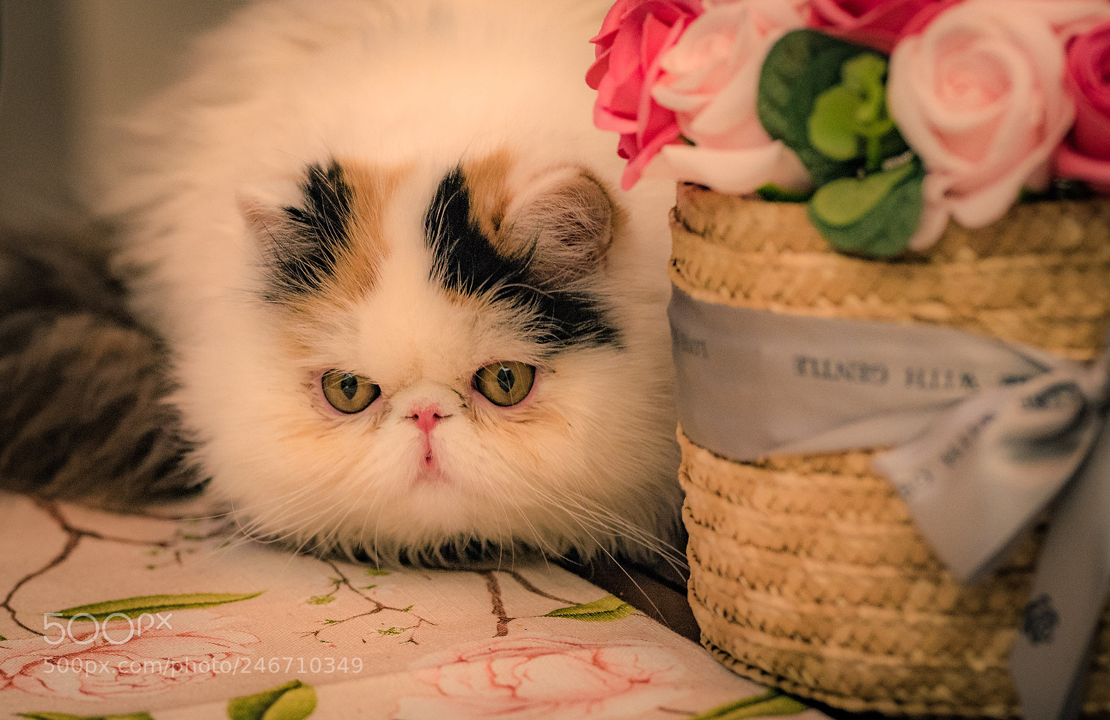 Nikon D810 sample photo. Cat photography