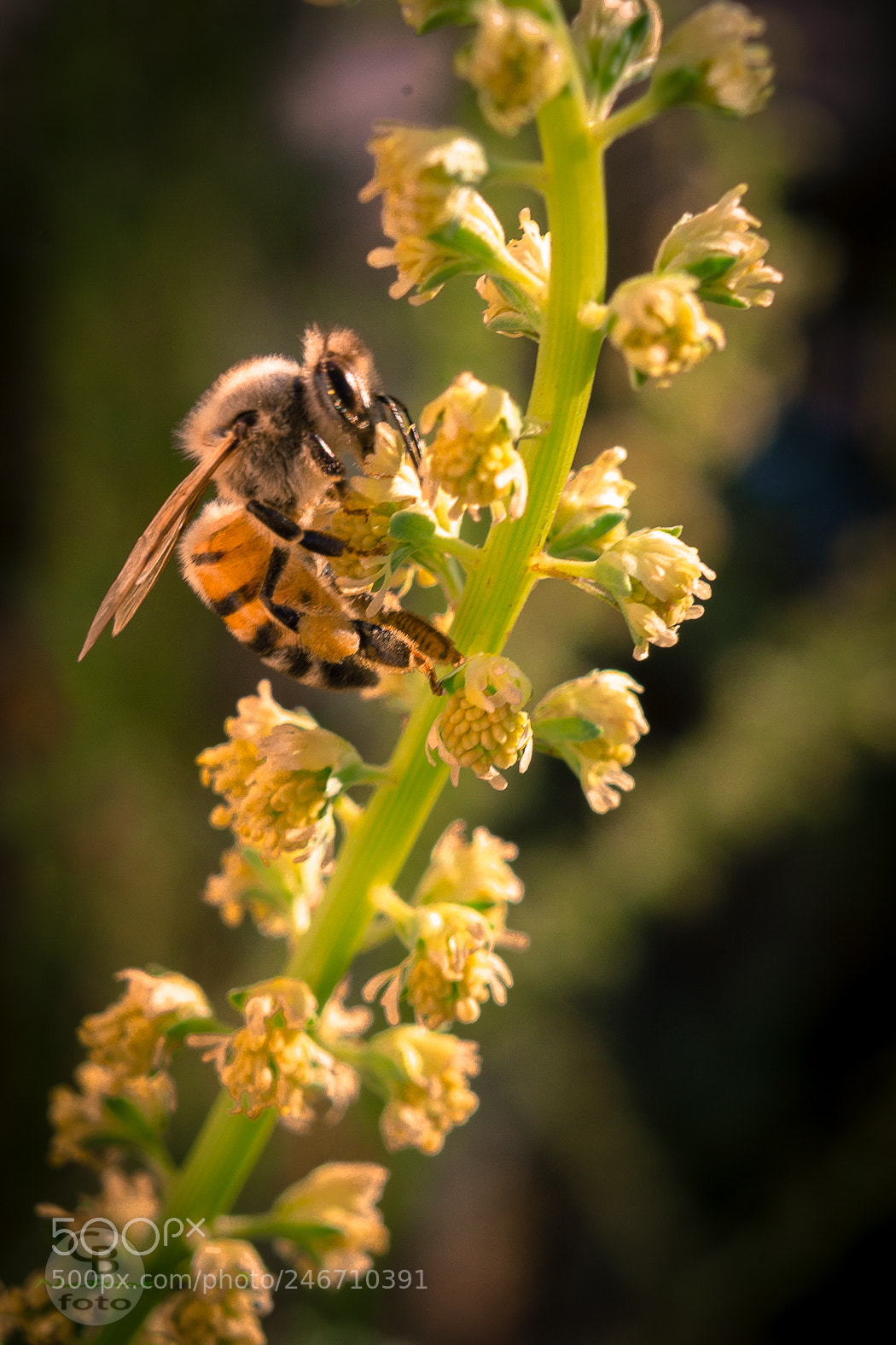 Canon EOS 1100D (EOS Rebel T3 / EOS Kiss X50) sample photo. Little bee.jpg photography