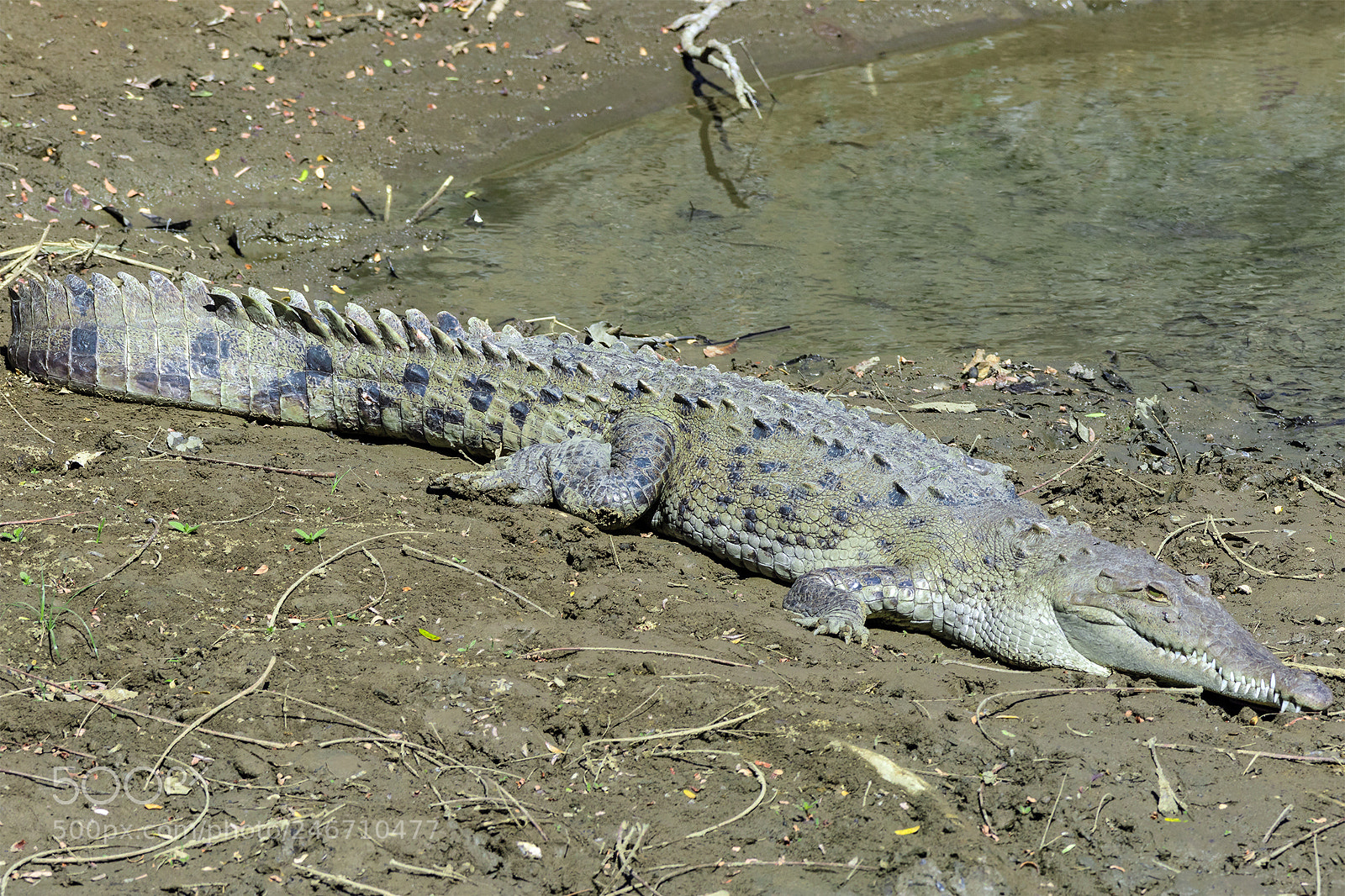 Canon EOS 7D Mark II sample photo. Krokodil photography
