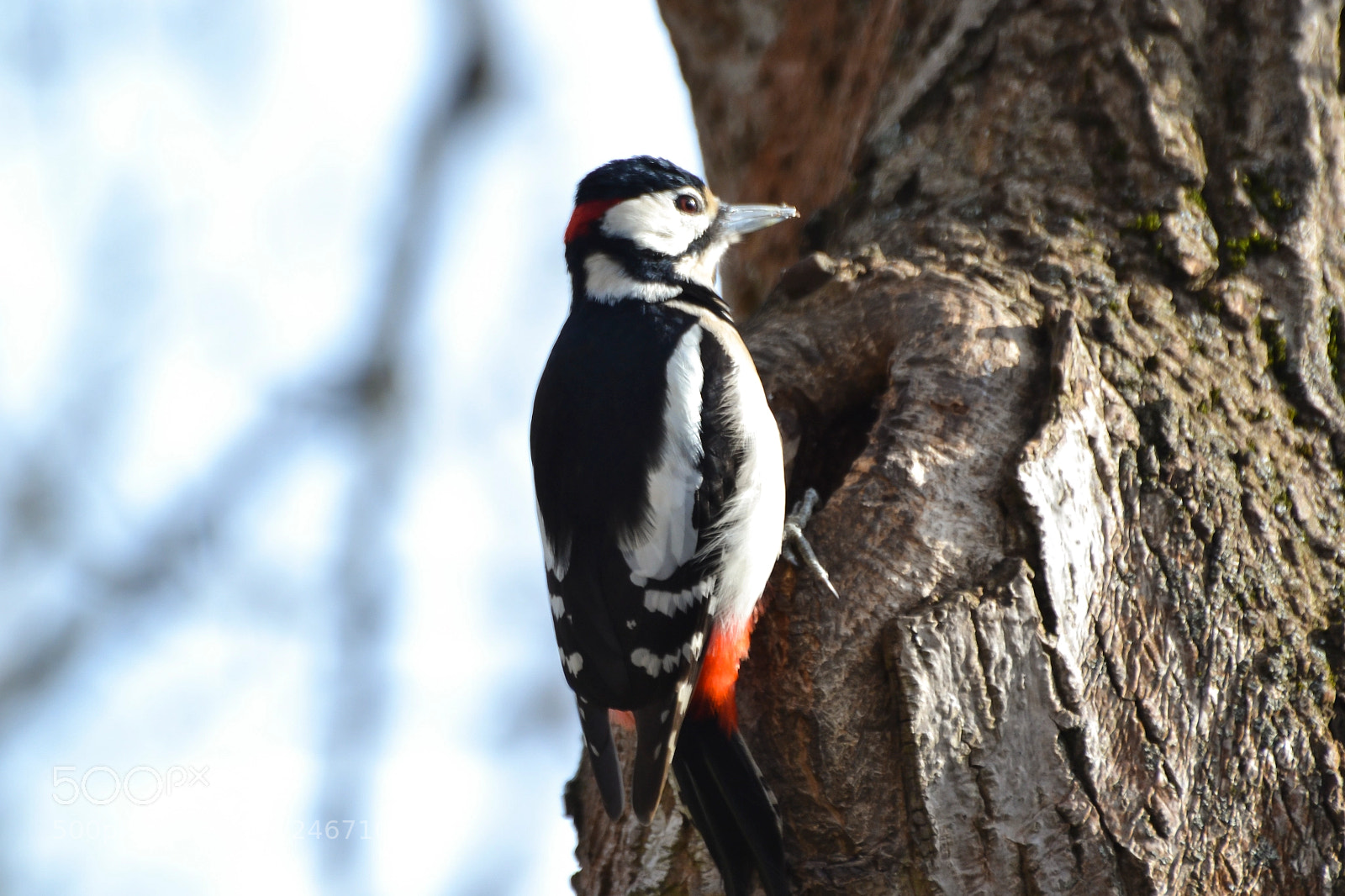 Nikon D3100 sample photo. Bird photography