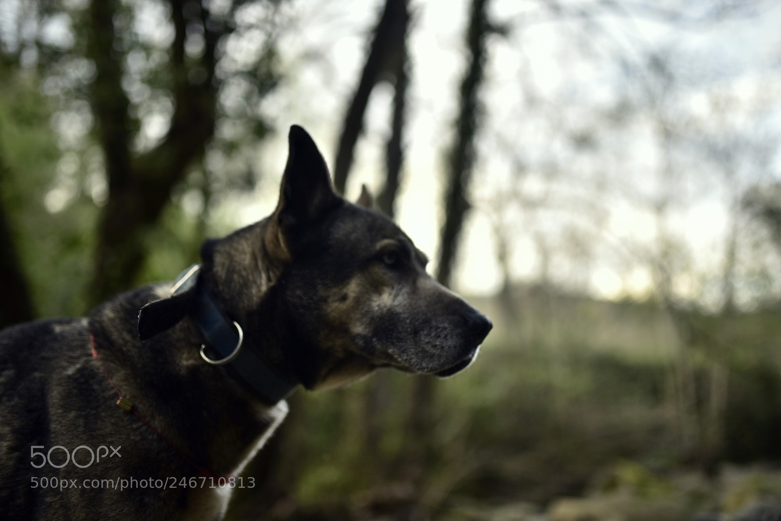 Sigma 35mm F1.4 DG HSM Art sample photo. Dsc photography