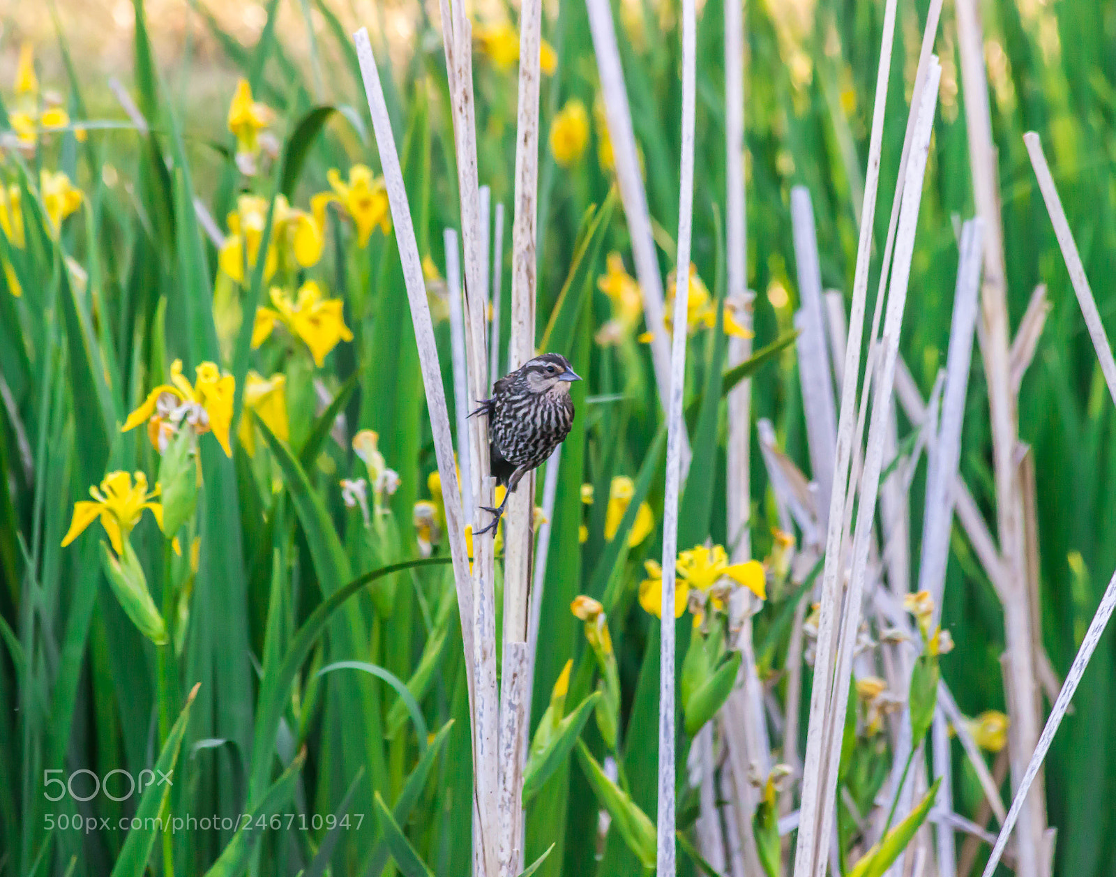 Canon EOS 600D (Rebel EOS T3i / EOS Kiss X5) sample photo. Female red wing photography