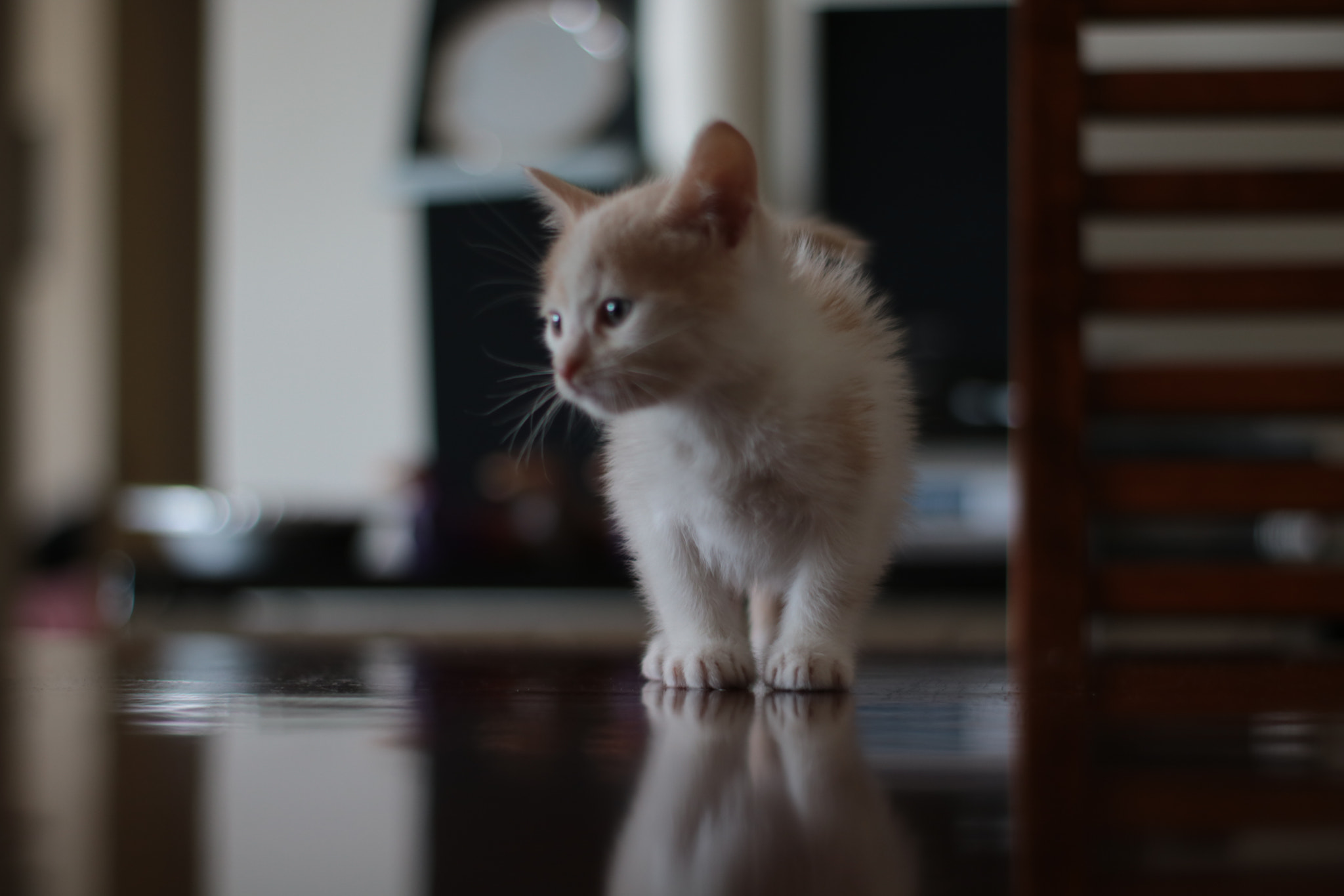 Canon 50mm sample photo. Img photography