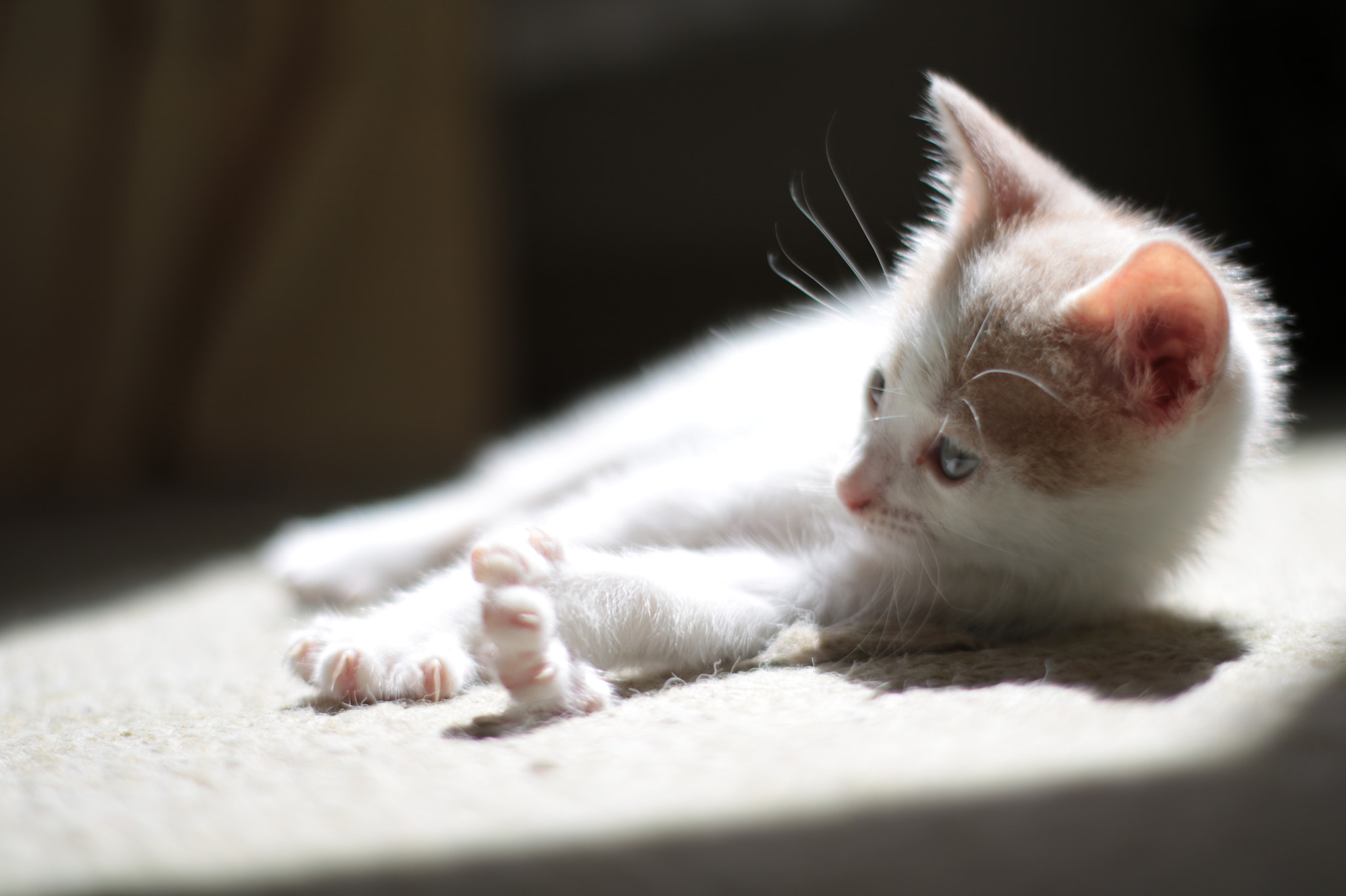 Canon 50mm sample photo. Img photography