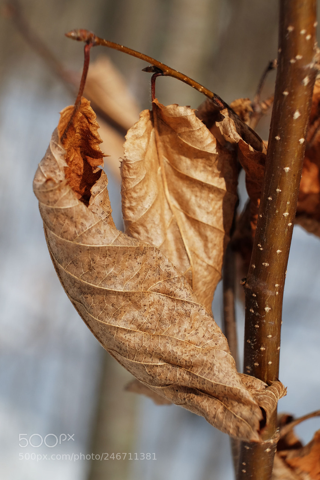 Fujifilm X-T10 sample photo. Winter leaves photography