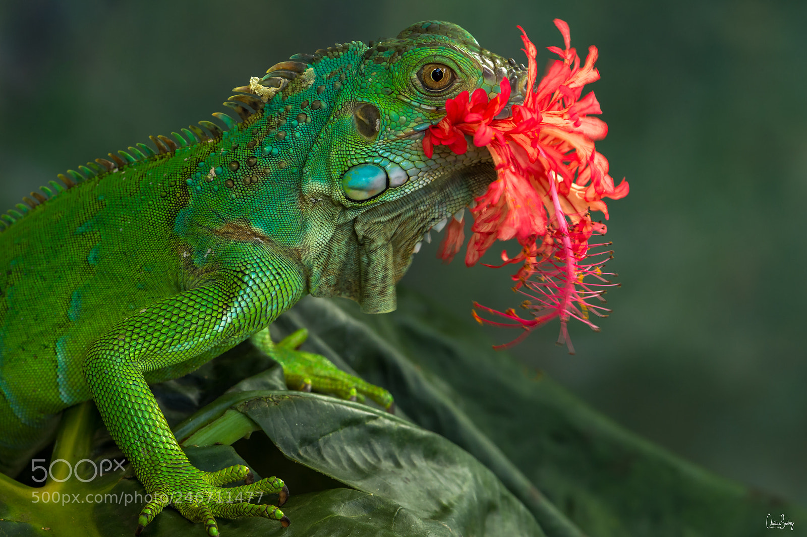 Nikon D4 sample photo. Green iguana photography