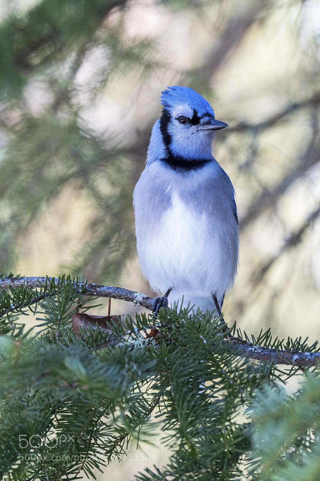 Nikon D500 sample photo. Blue jay photography