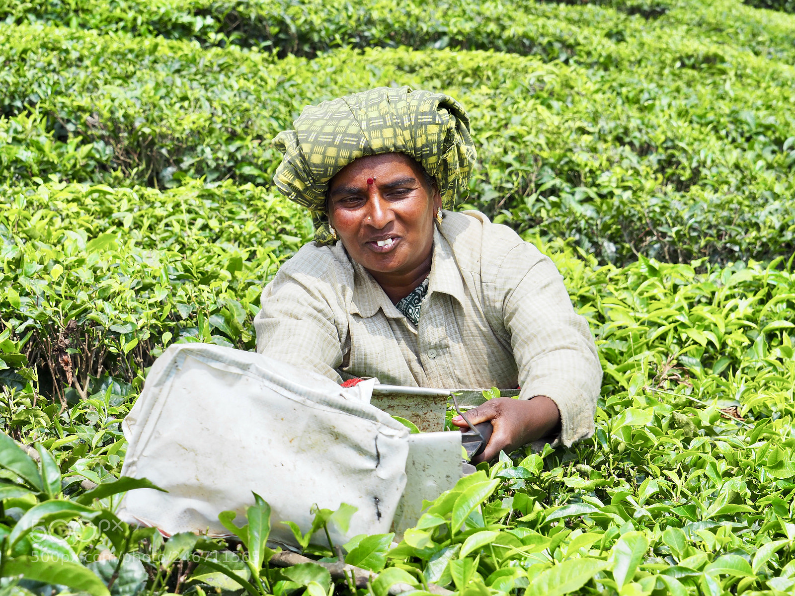 Olympus OM-D E-M10 II sample photo. Tea harvest - munnar photography