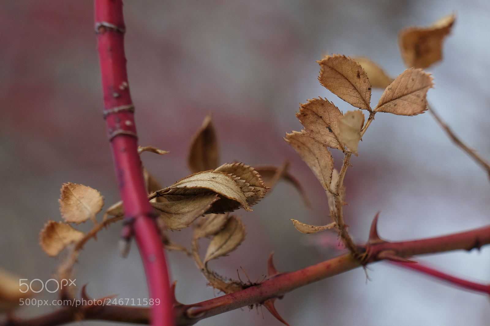 Fujifilm X-T10 sample photo. Wild rose in winter photography