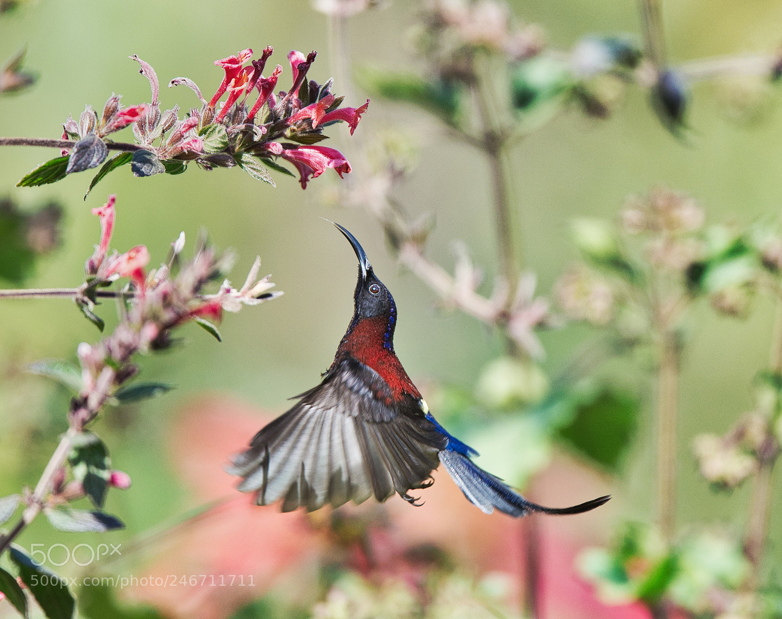 Nikon D4S sample photo. The black-throated sunbird. found photography