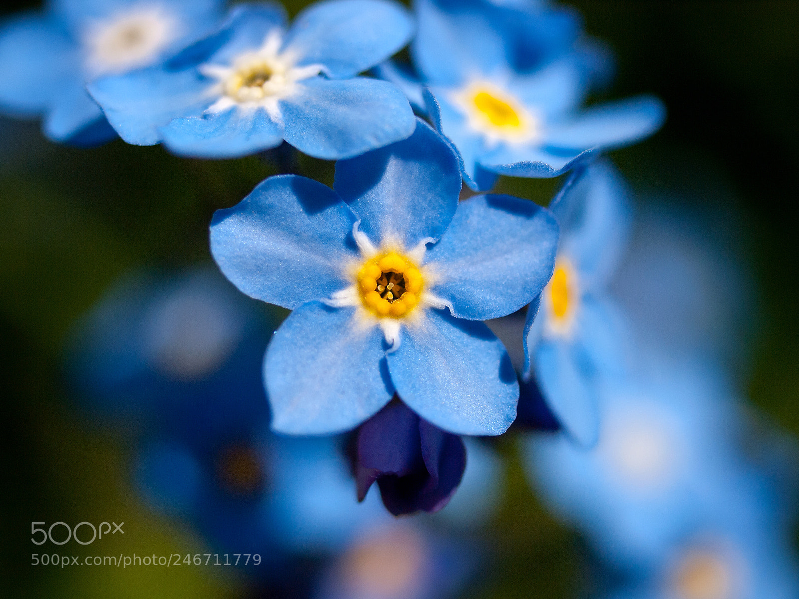 Olympus E-3 sample photo. Forget me not photography