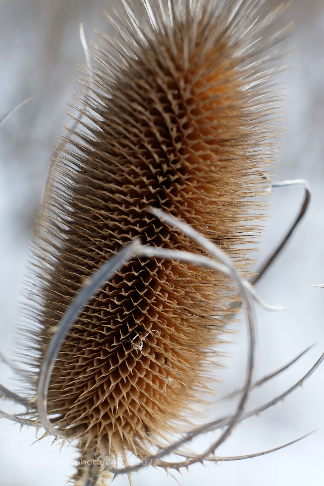 Fujifilm X-T10 sample photo. Winter reed photography