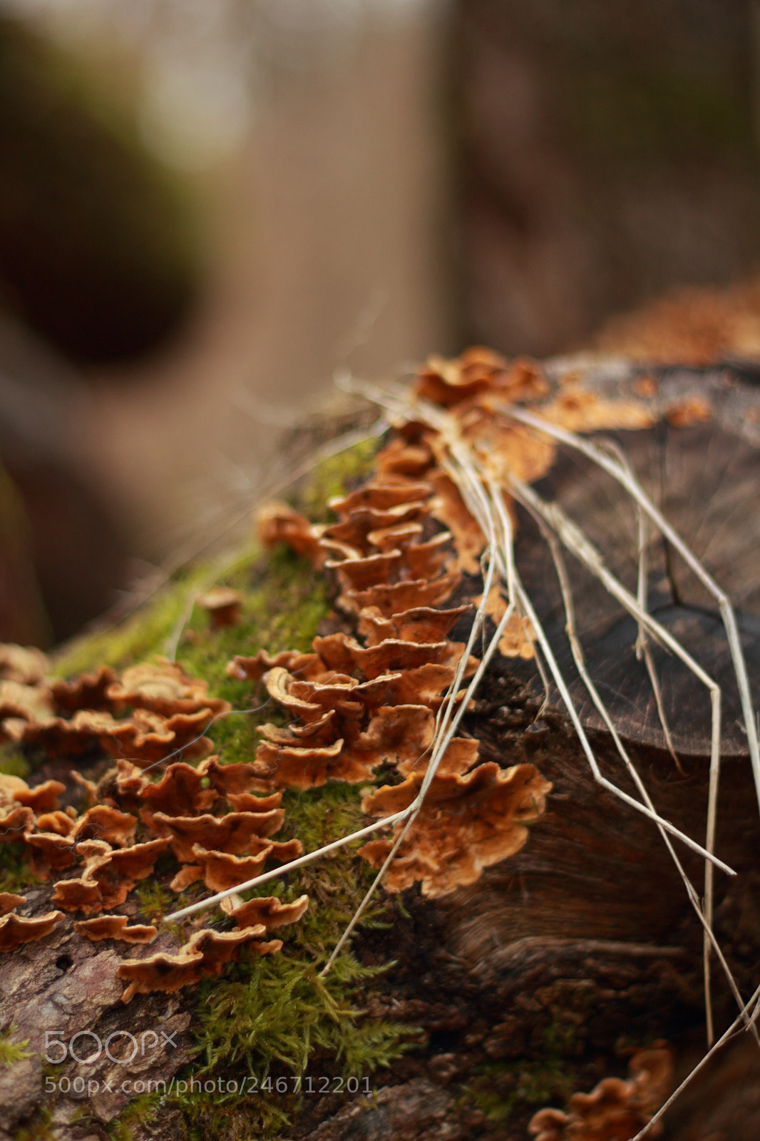 Canon EOS 60D + Canon EF 50mm F1.8 II sample photo. Untitled photography