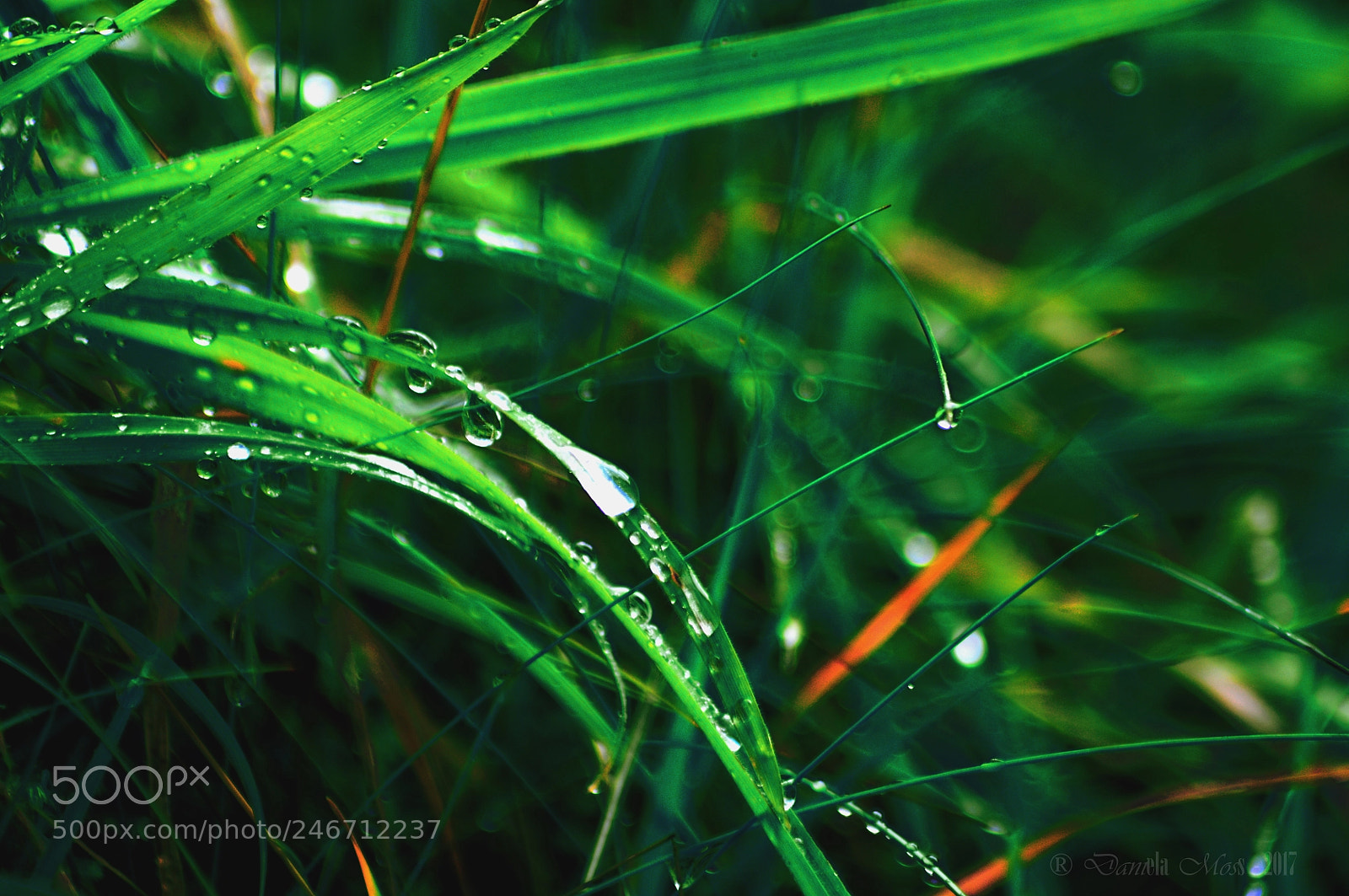 Nikon D3200 sample photo. Grass //2017 // bad gastein photography