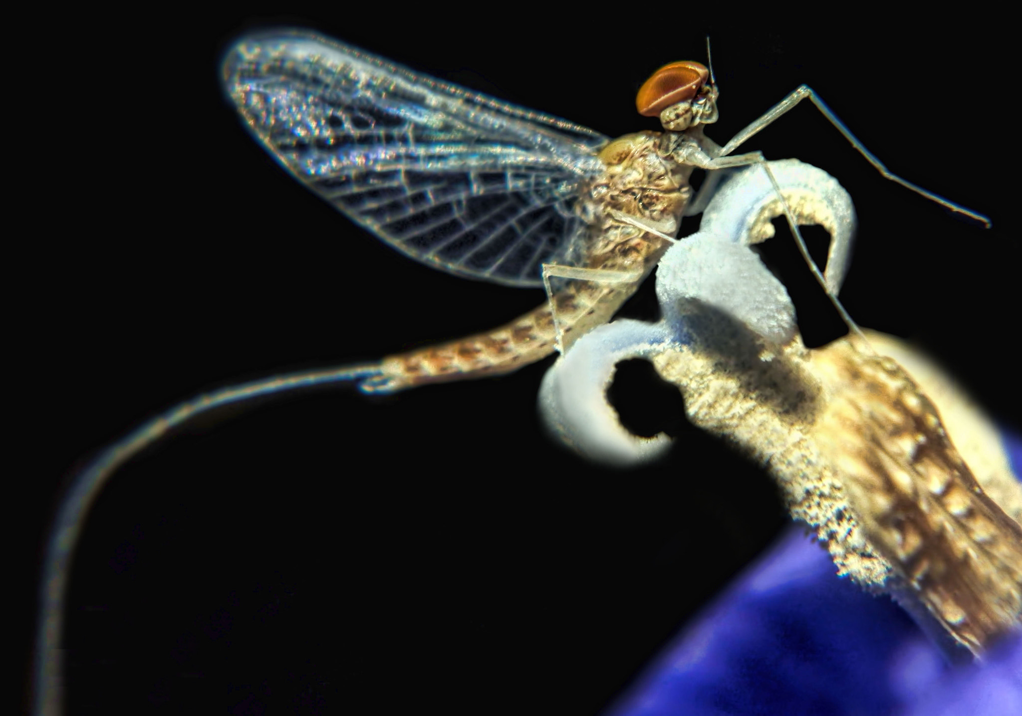 Olympus SZ-31MR sample photo. Proud mayfly photography