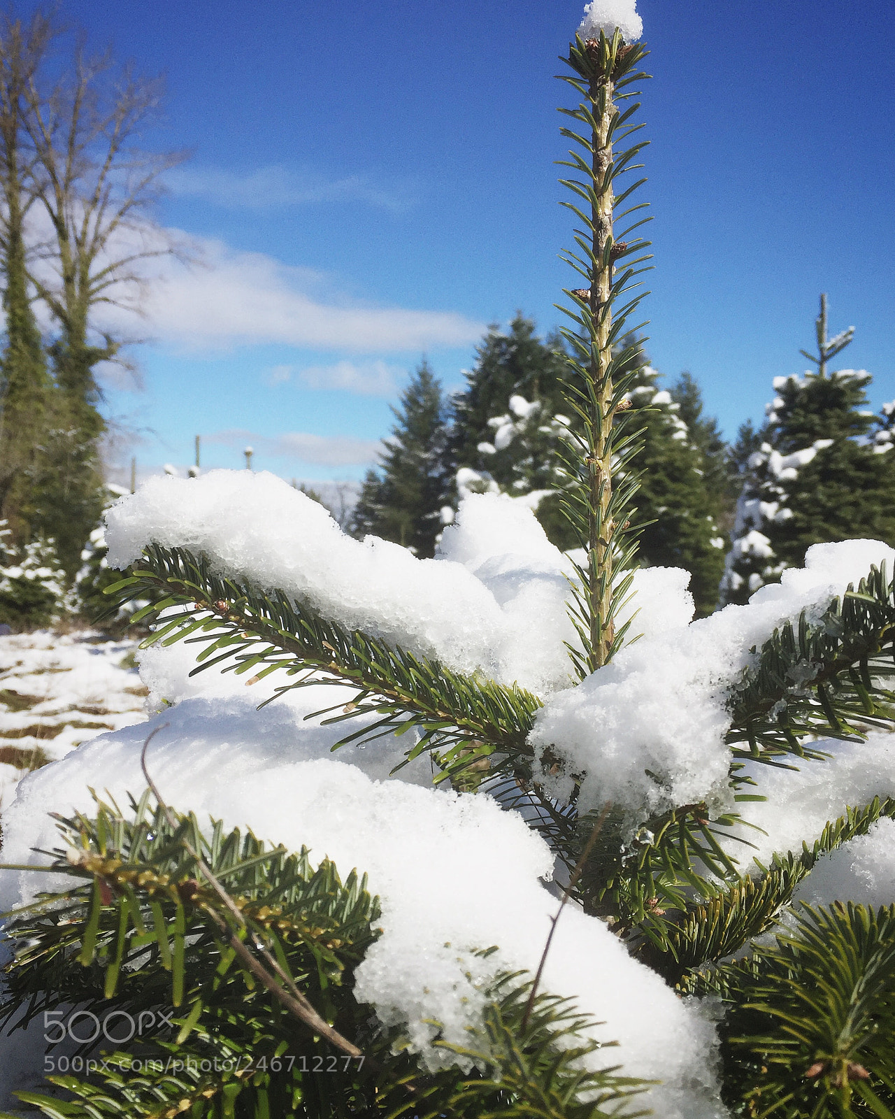 Apple iPhone 6 sample photo. Snow. oregon photography