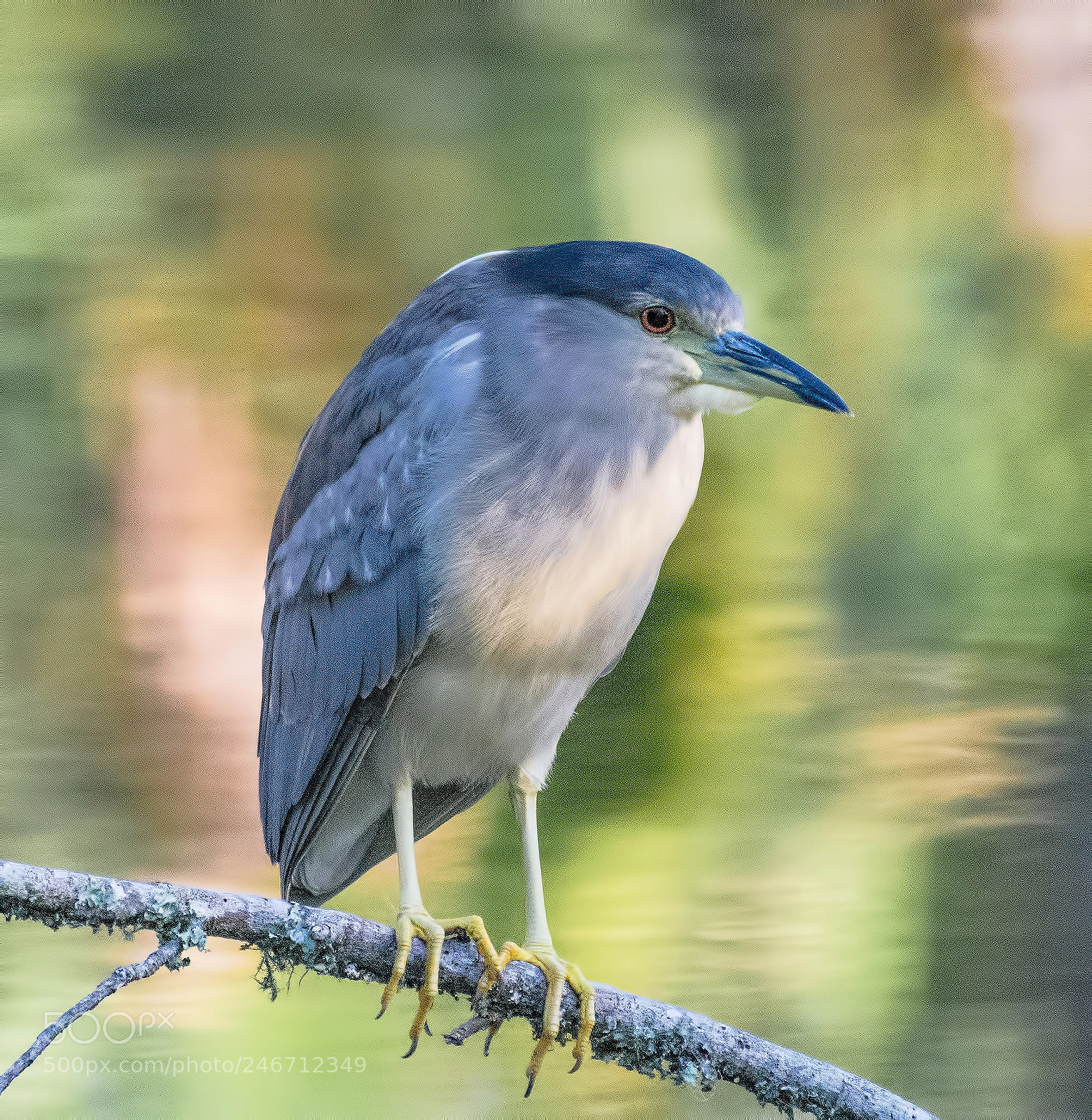 Nikon D7200 sample photo. Black crowned night heron photography