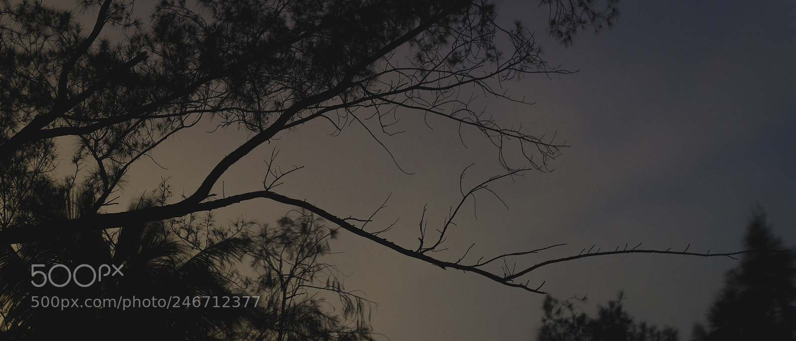 Canon EOS 1200D (EOS Rebel T5 / EOS Kiss X70 / EOS Hi) sample photo. Branches photography