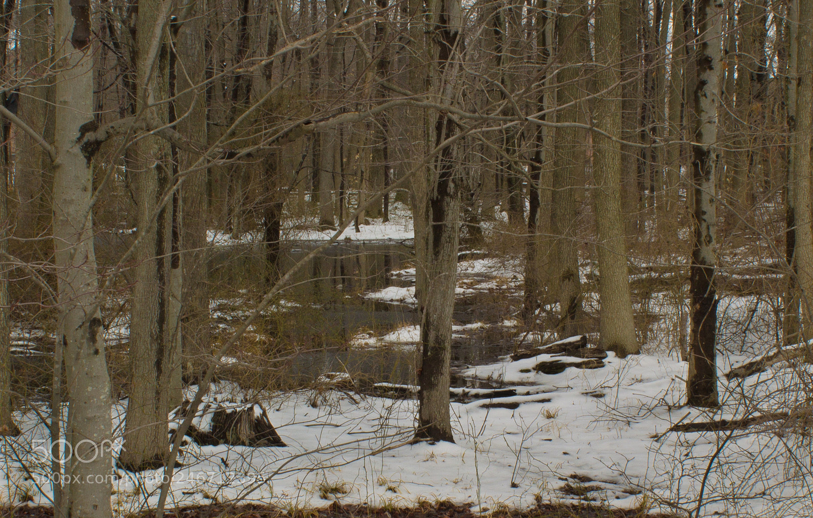 Canon EOS 1100D (EOS Rebel T3 / EOS Kiss X50) sample photo. Forest snow photography