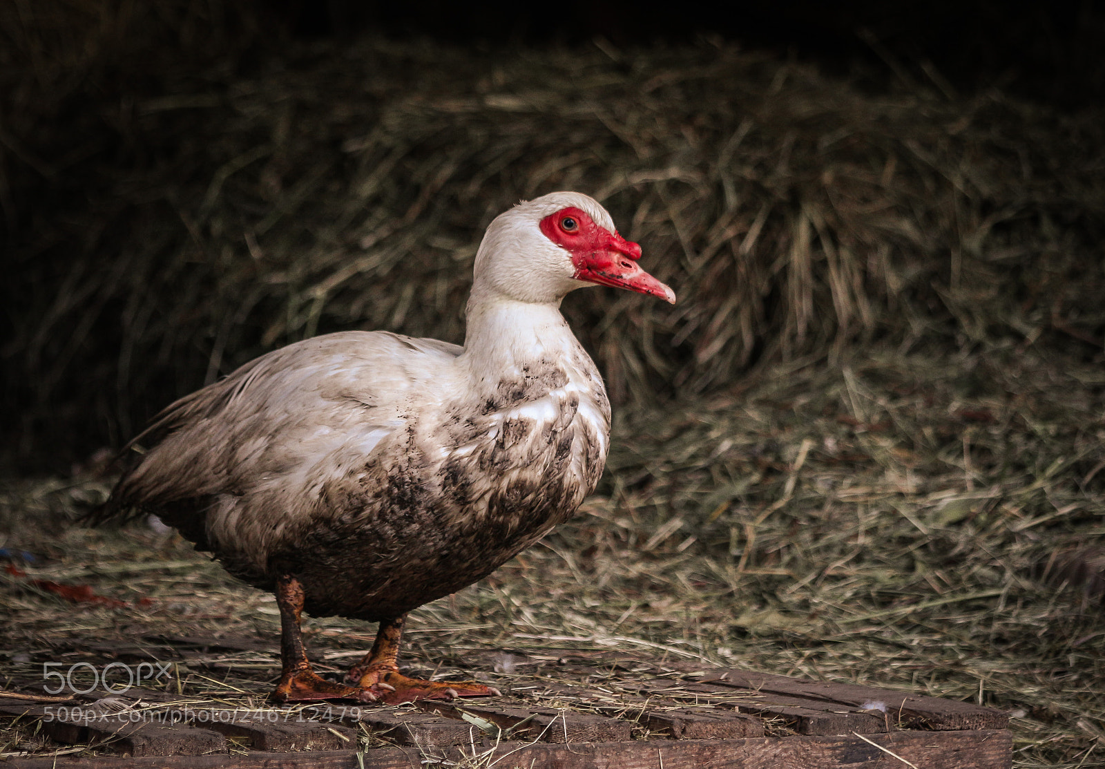 Canon EOS 700D (EOS Rebel T5i / EOS Kiss X7i) sample photo. Dirty duck photography