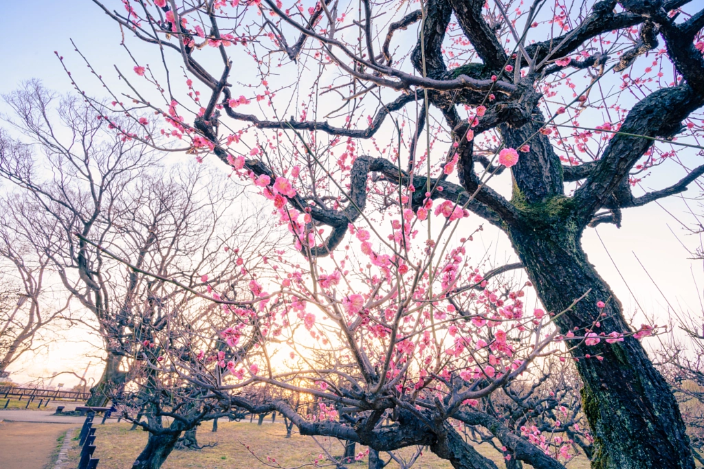 Ume blossom trees of Osaka Catsle park, it was not still full blossom. by Arbit RANS on 500px.com