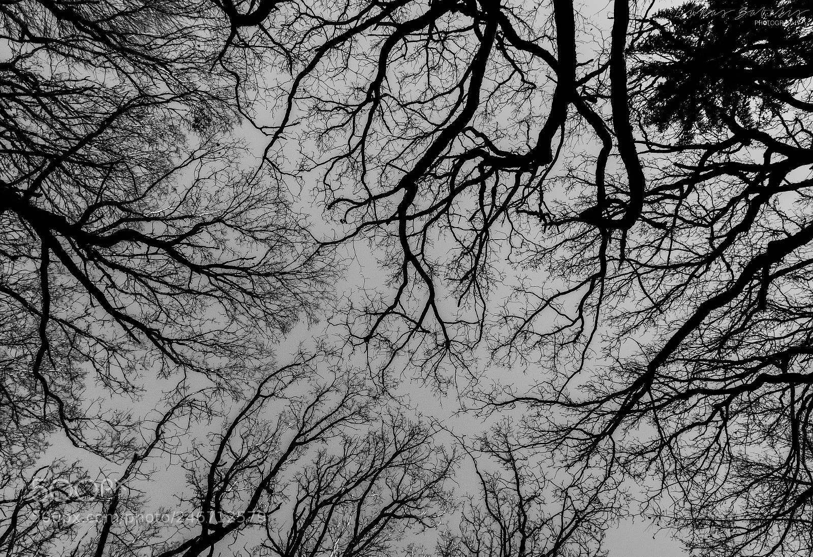 Nikon D7100 sample photo. Haunted branches photography