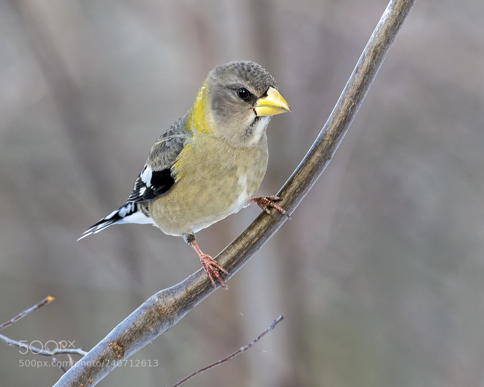 Nikon D850 sample photo. Evening grosbeak- female photography