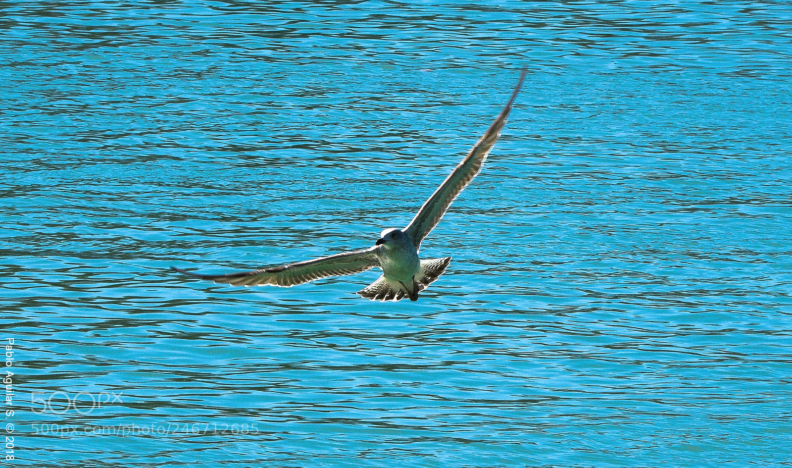 Nikon D7200 sample photo. Laguna del retiro photography