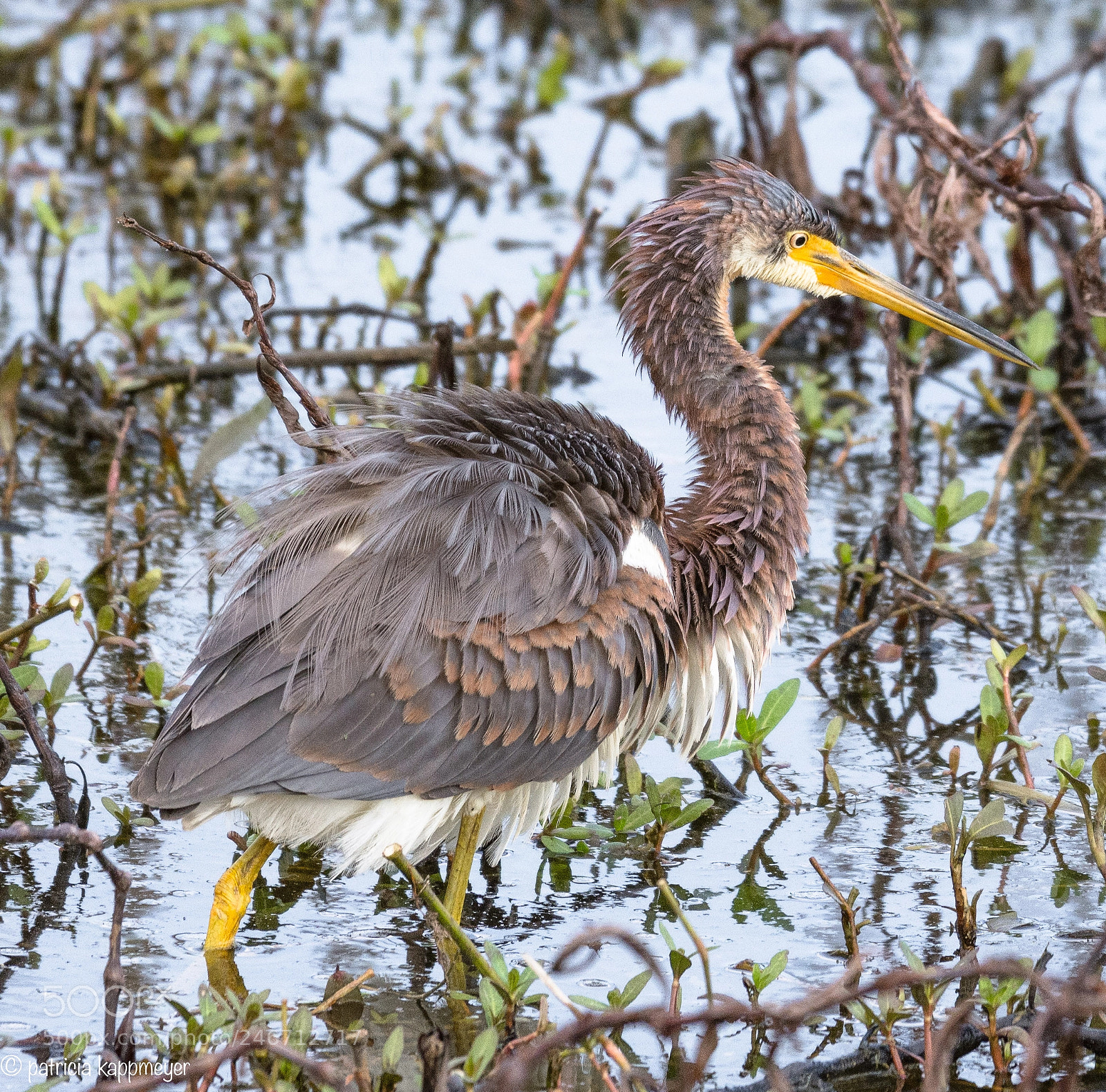 Nikon D7200 sample photo. Tri color heron photography