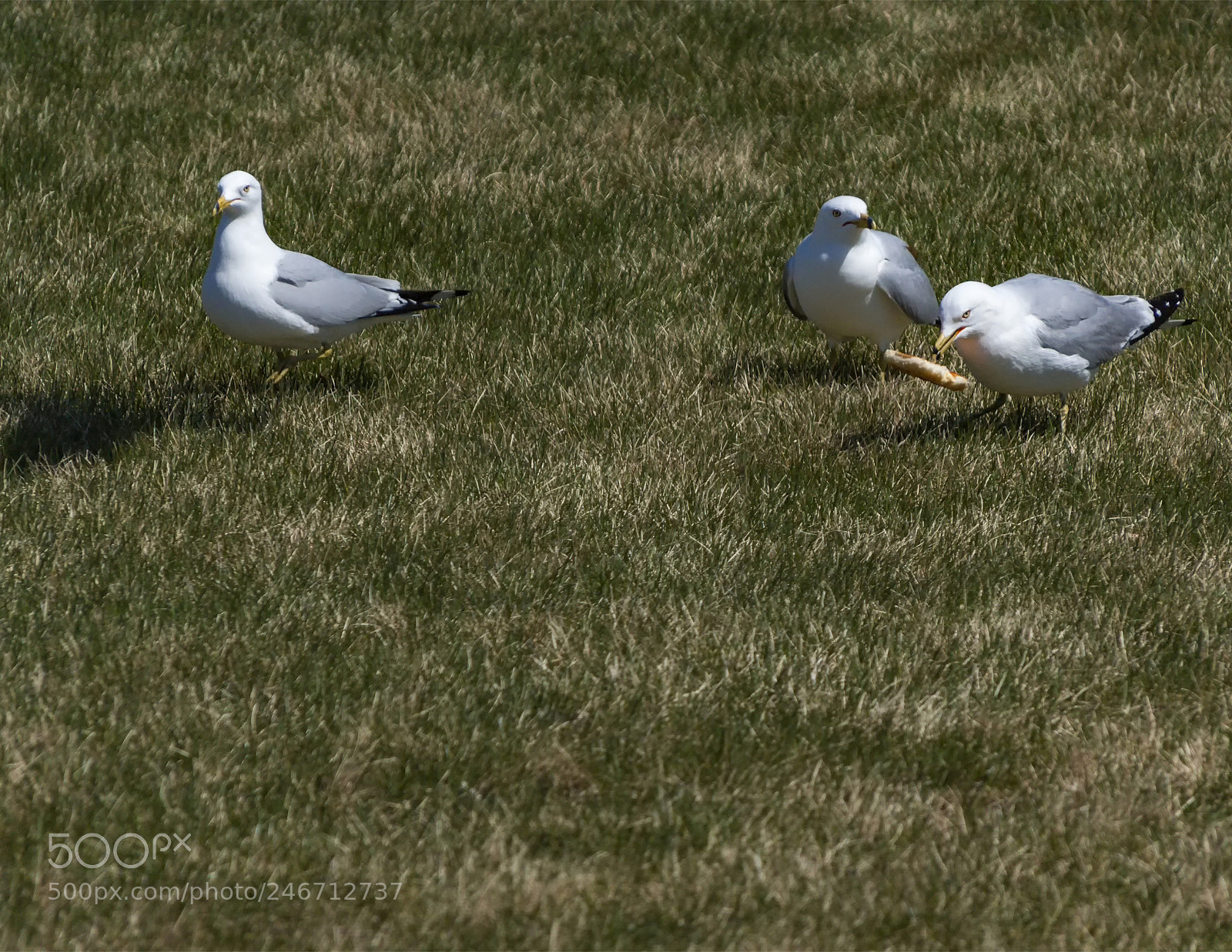 Canon EOS 450D (EOS Rebel XSi / EOS Kiss X2) sample photo. Trio enjoying lunch photography