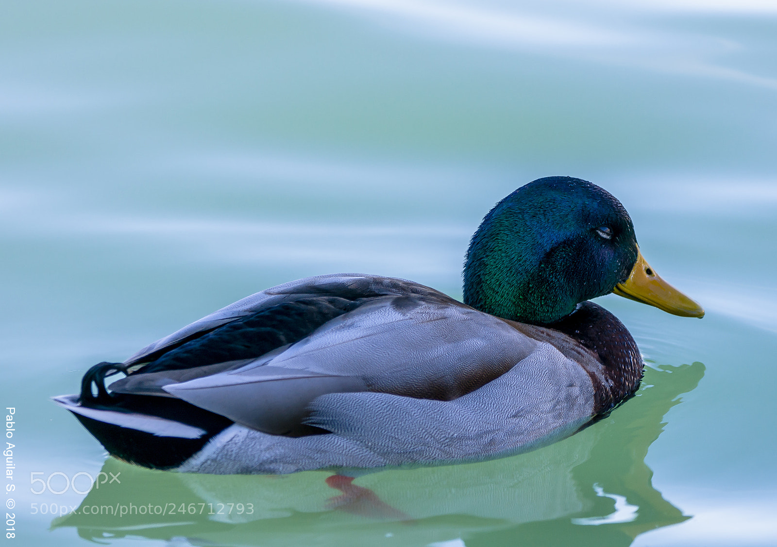 Nikon D7200 sample photo. Relax photography