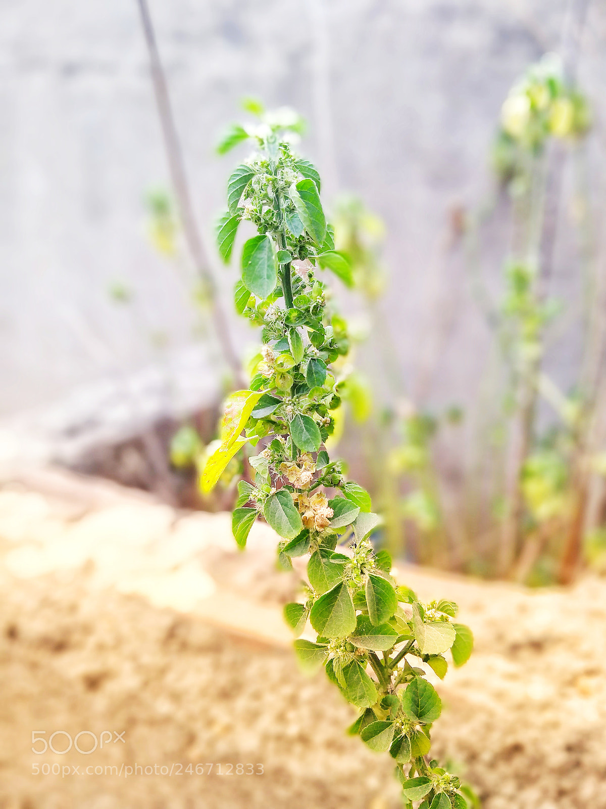 Motorola Moto G (5S) Plus sample photo. Green!! photography