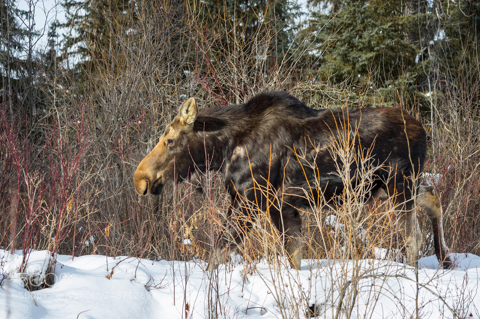 Pentax K-3 II sample photo. Moose in winter photography