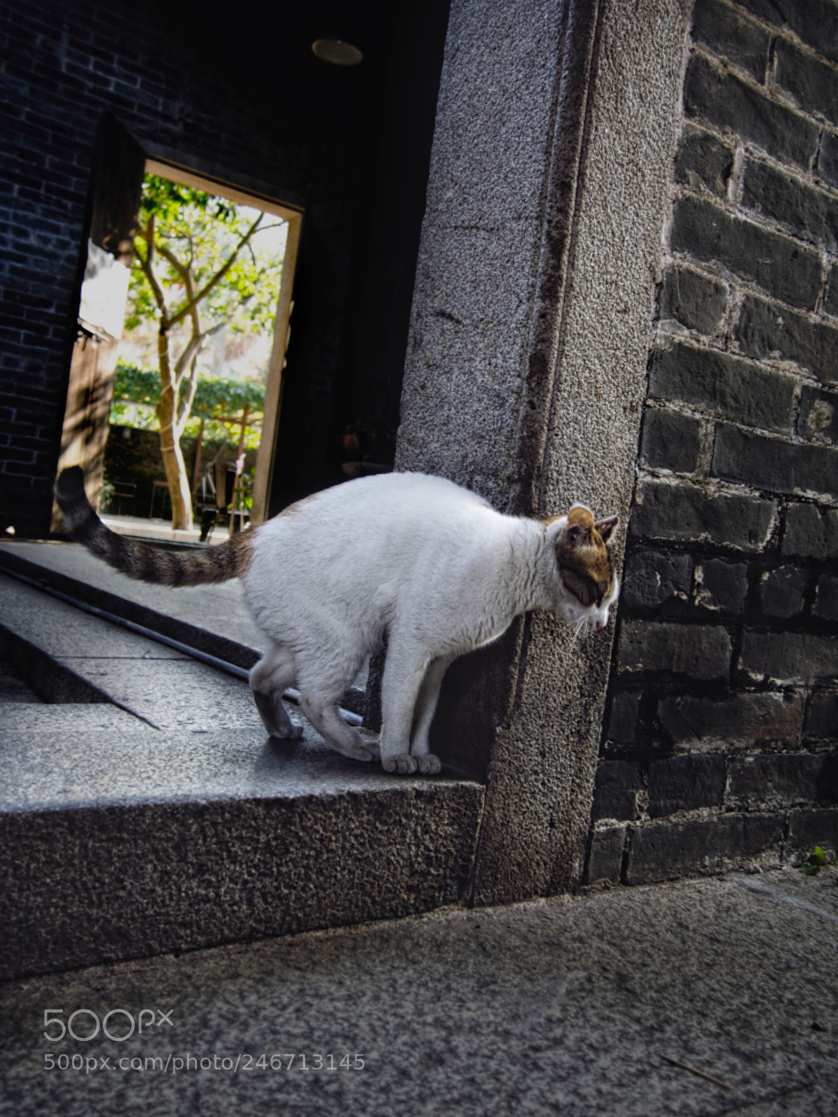 Olympus PEN E-PM2 sample photo. Beishan temple kitty photography