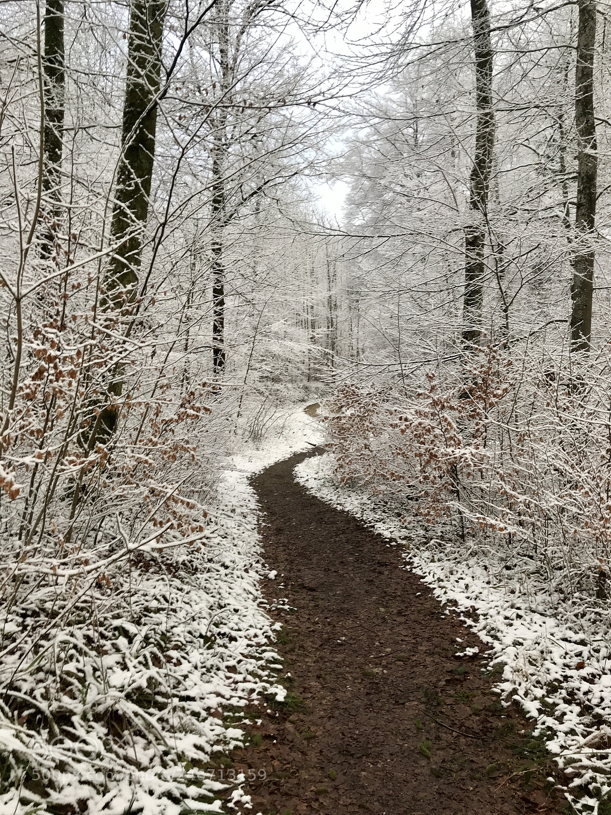 Apple iPhone 7 sample photo. Forest photography